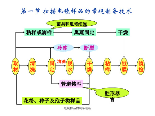 电镜样品的制备最新课件