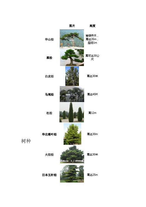 松树种类