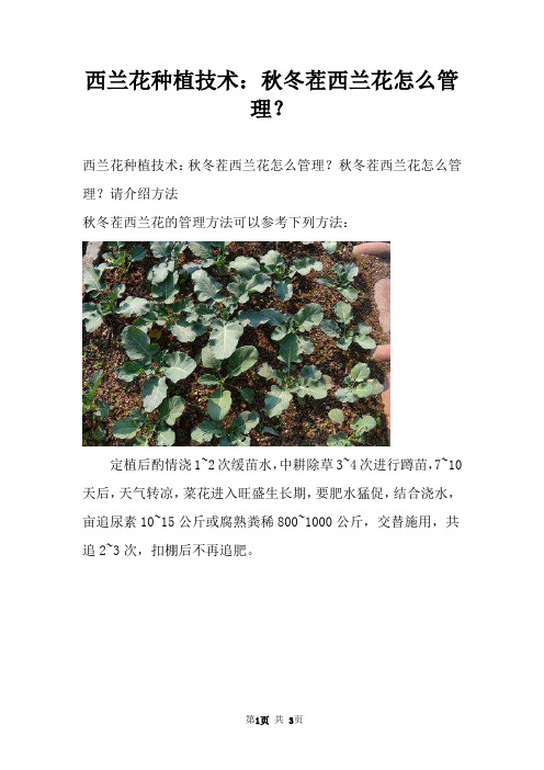 西兰花种植技术：秋冬茬西兰花怎么管理？