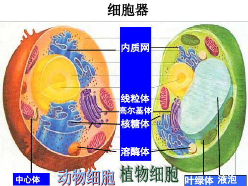 高一上生物期中复习课件