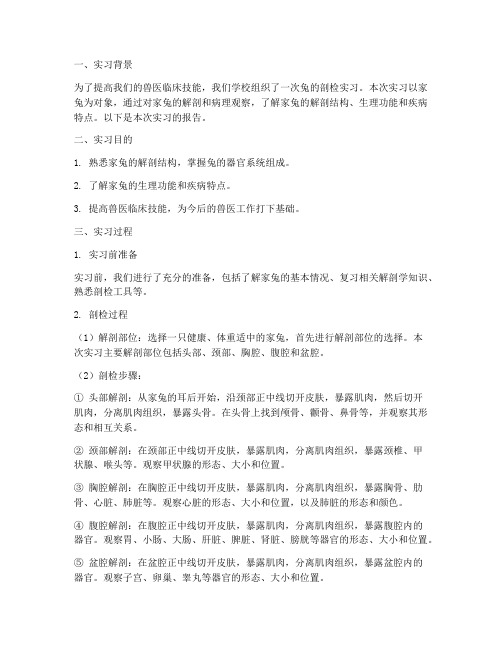 兔的剖检实习报告