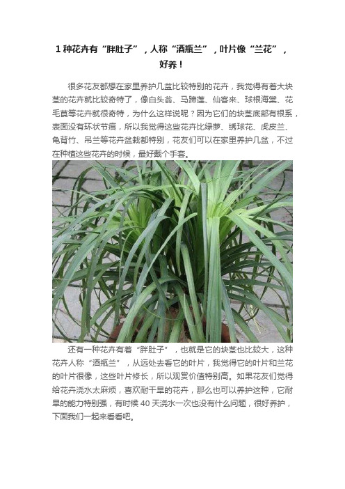 1种花卉有“胖肚子”，人称“酒瓶兰”，叶片像“兰花”，好养！