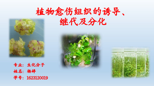 植物生物技术 愈伤组织的诱导继代及分化