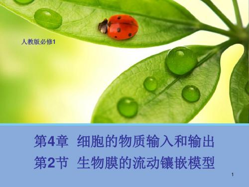 生物膜的流动镶嵌模型 动画版PPT教学课件