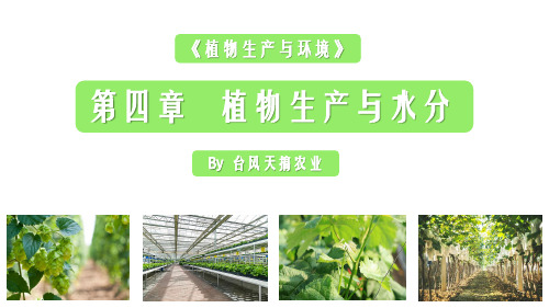 《植物生产与环境》课程课件——植物生产与水分