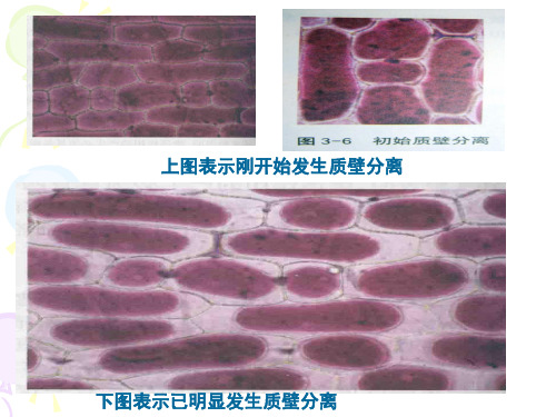 生物必修一细胞与能量