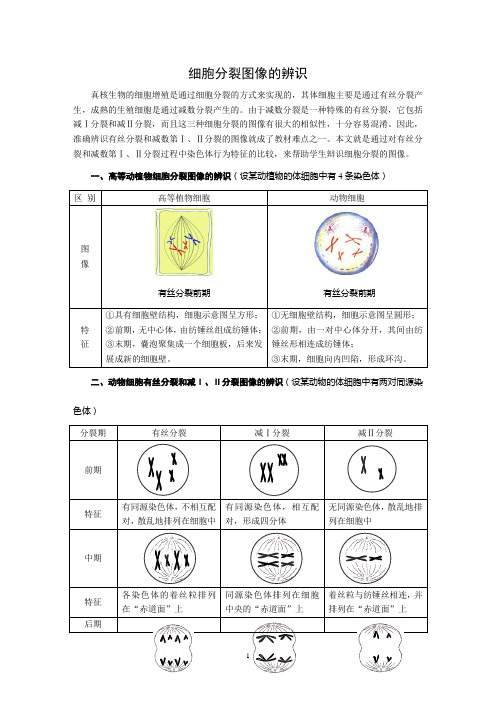 细胞分裂图像的辨识