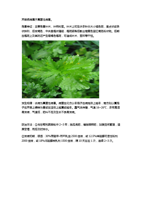 小农人分享芹菜锈病的防治与特征