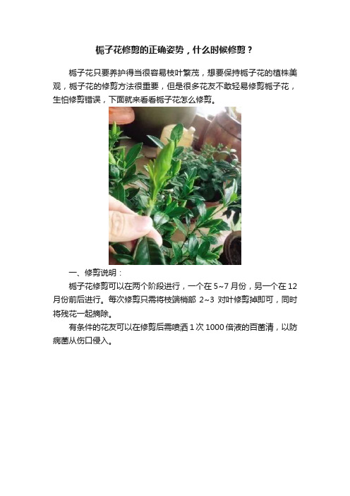 栀子花修剪的正确姿势，什么时候修剪？