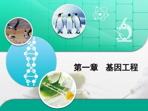 苏教版高中生物选修3 第一章章末复习：《基因工程》章末复习课件