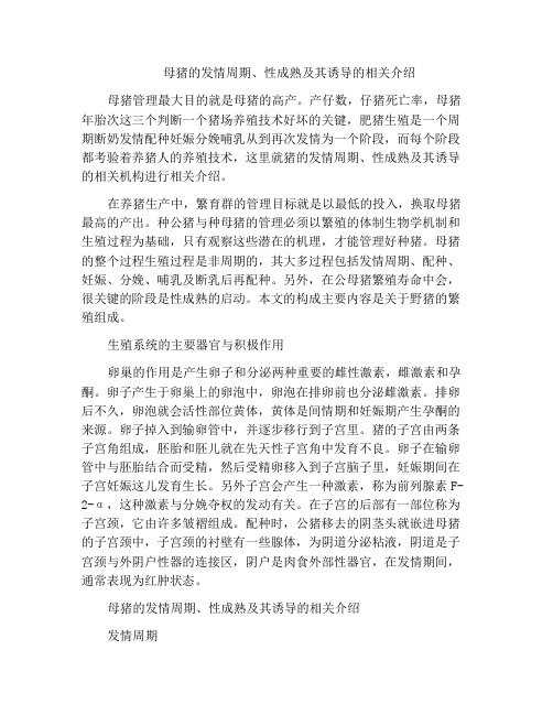 母猪的发情周期、性成熟及其诱导的相关介绍