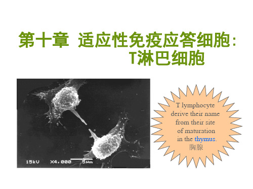 《免疫学》教学课件：10 T淋巴细胞