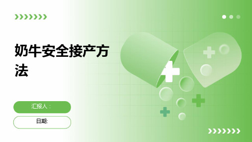 奶牛安全接产方法