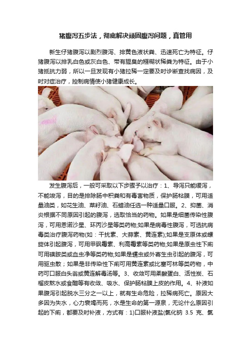 猪腹泻五步法，彻底解决顽固腹泻问题，真管用