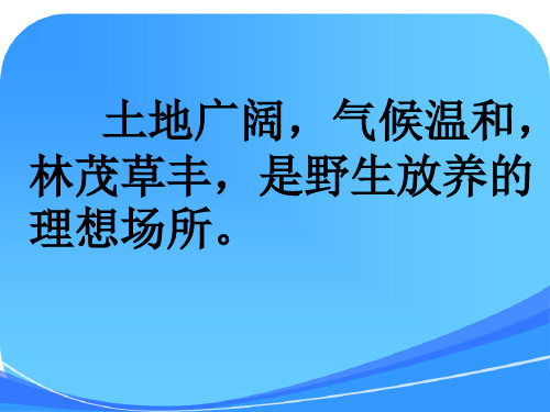 小学六年级上学期语文《麋鹿》优质课课件1