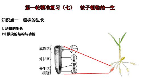 专题07 被子植物的一生(课件)-2024年中考生物一轮复习