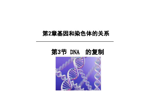 DNA的复制(教学)——高中生物学必修二(21张PPT)