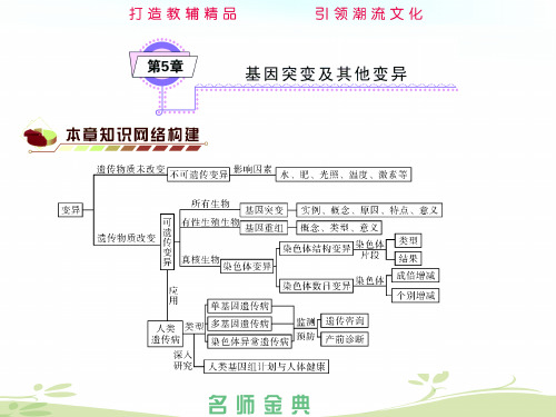 基因突变和基因重组课件(PPT 98页)