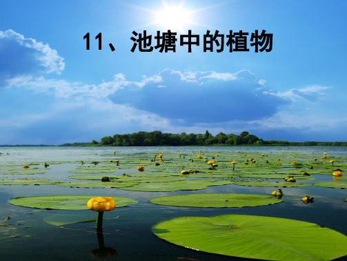 五年级科学上册 第11课《池塘中的植物》课件(2) 小学五年级上册自然科学课件