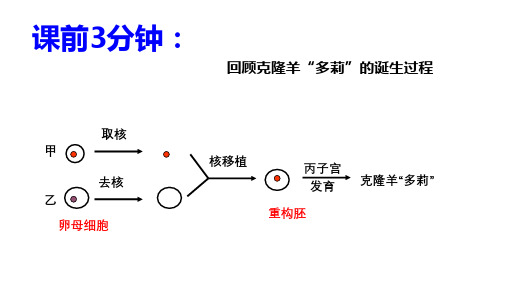 动物细胞工程(动物体细胞核移植技术和克隆动物)课件高二下学期生物人教版选择性必修3