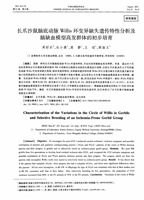 长爪沙鼠脑底动脉Willis环变异缺失遗传特性分析及脑缺血模型高发群体的初步培育