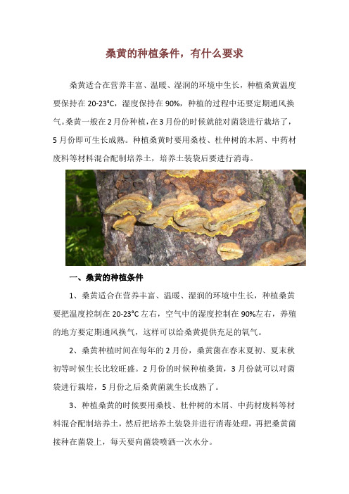 桑黄的种植条件,有什么要求