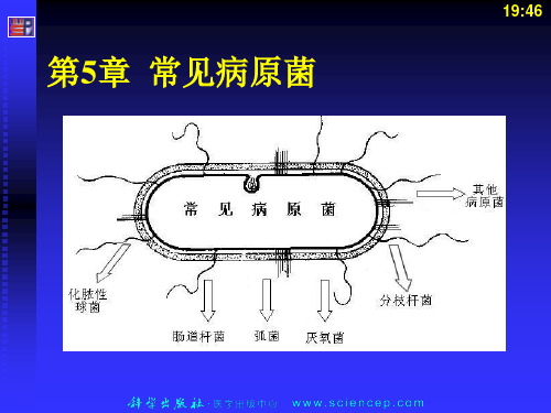 病原性球菌