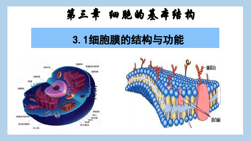 3.1细胞膜的结构与功能