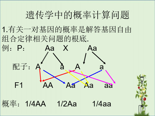 两种遗传病概率计算