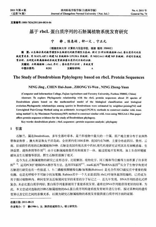 基于rbcL蛋白质序列的石斛属植物系统发育研究