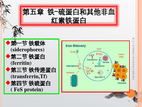 第五六章铁硫蛋白和其他非血红素铁蛋白