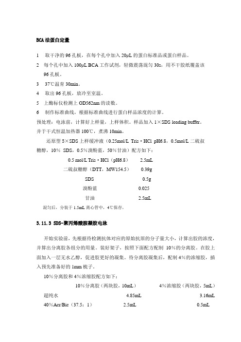 BCA法蛋白定量