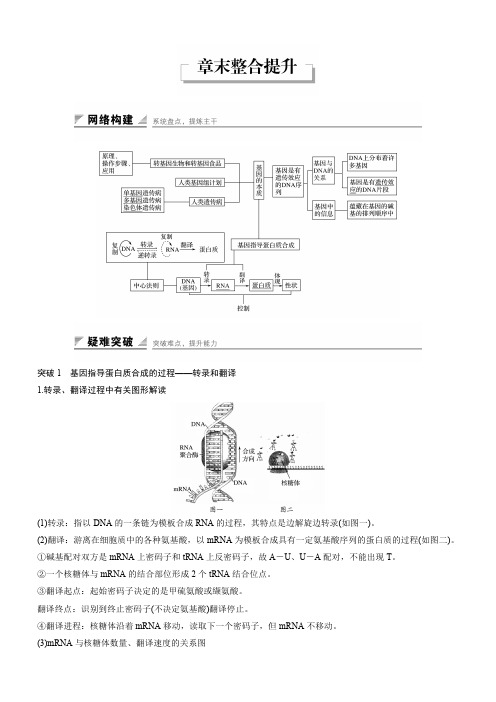 2016-2017高中生物中图版必修2学案：3.2章基因对形状的控制 整合提升含解析