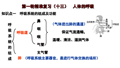 专题13 人体的呼吸-备战2024年中考生物一轮复习全考点通关