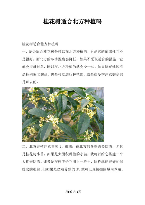 桂花树适合北方种植吗