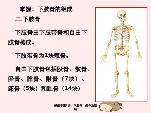解剖学第2讲：下肢骨、颅骨及连结