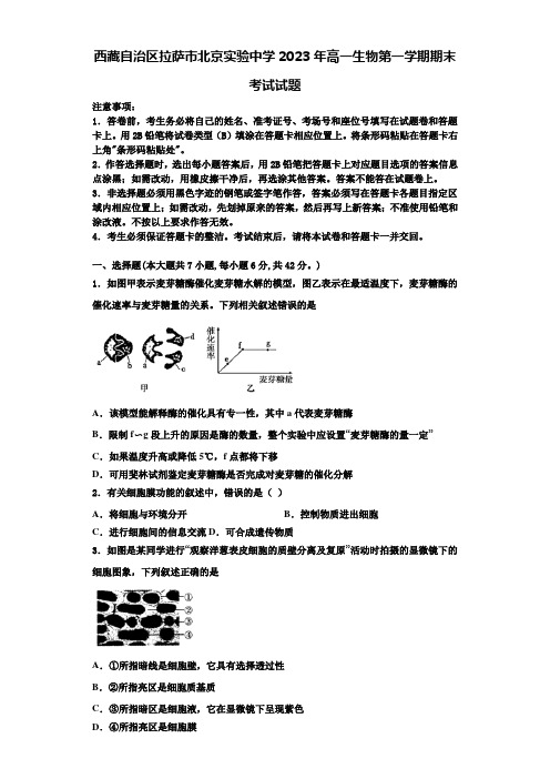 西藏自治区拉萨市北京实验中学2023年高一生物第一学期期末考试试题含解析