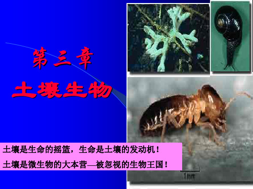 第三章土壤生物森林土壤课件培训教材