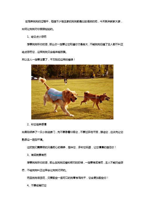 我家狗狗最近非常不听话怎么办