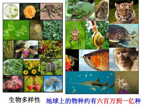 7.1-现代生物进化理论的由来公