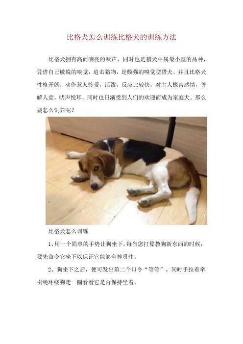 比格犬怎么训练 比格犬的训练方法