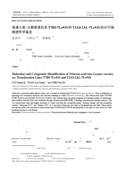 普通小麦–大赖草易位系T7BS