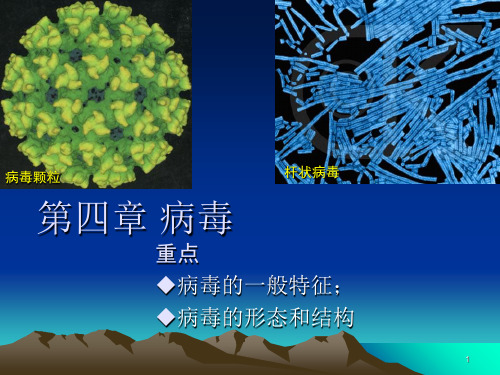 病毒了解PPT课件