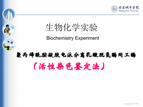 聚丙烯酰胺凝胶电泳分离乳酸脱氢酶同工酶