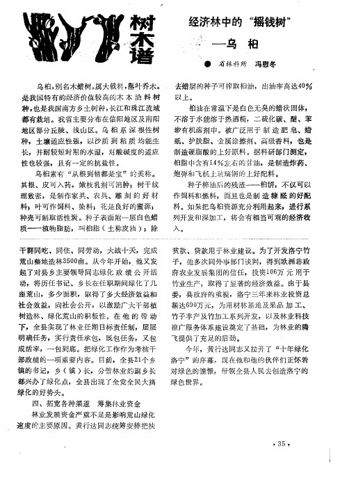 经济林中的“摇钱树”——乌桕