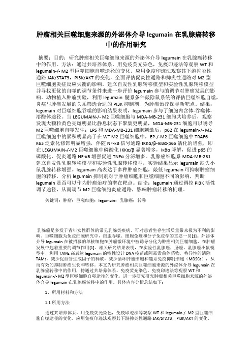 肿瘤相关巨噬细胞来源的外泌体介导 legumain在乳腺癌转移中的作用研究