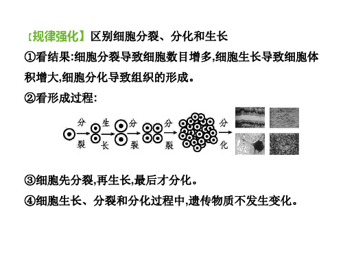 多细胞生物体的结构层次(课件)