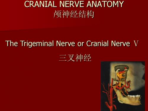 05---三叉神经Trigeminal Nerve