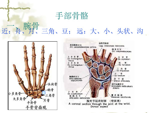 手部解剖