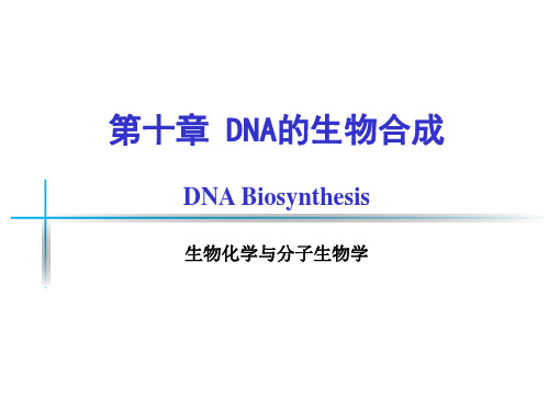 复制的起始、延长和终止